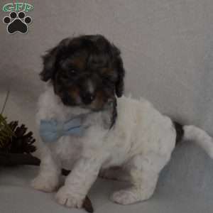 Nicholas, Forever Puppy